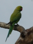 Green-Parakeet.JPG (92 KB)